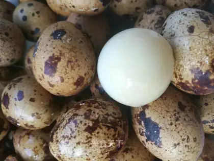 Five quail eggs