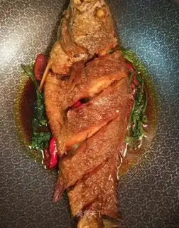 Red saloon yellowfish