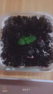 Fruit fishing