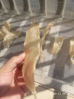 Fish glue
