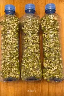 Homemade green bean buds