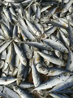 tanfish dry