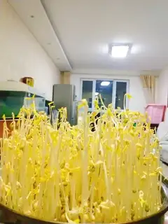 Auto green bean sprouts