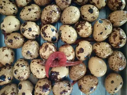 Five quail eggs