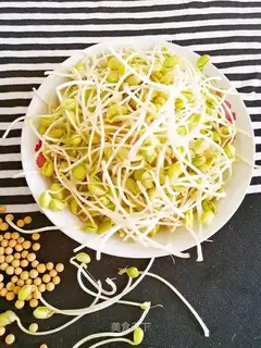 Homemade soybean sprouts