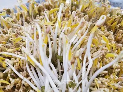 Green bean sprouts