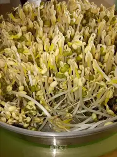 Green bean sprouts