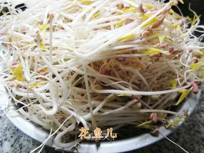 Auto green bean sprouts