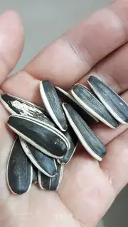 Salt melons