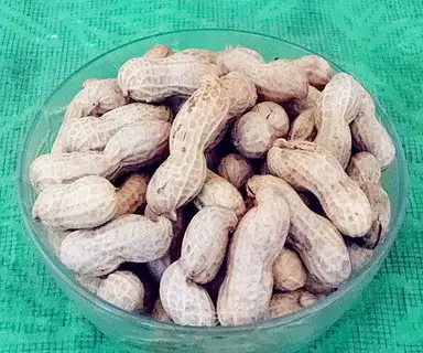 Phalogen peanuts
