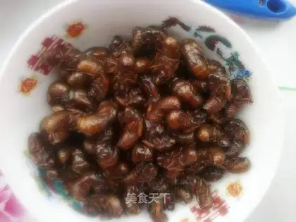 fried cicada chrysalis