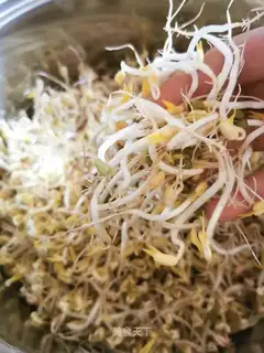 Auto green bean sprouts