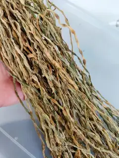 Beans dry