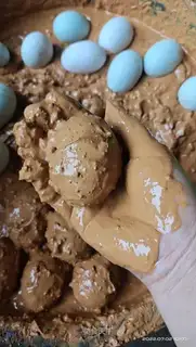 A duck egg