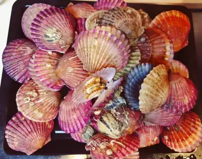 Scallop