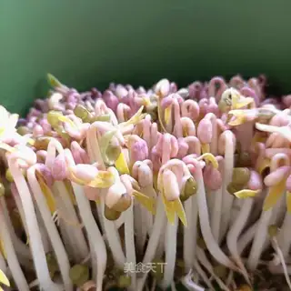 Auto green bean sprouts