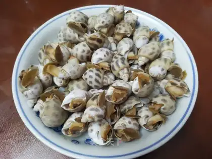 Little conch