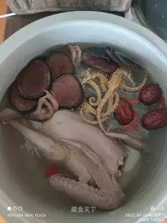 Pigeons with fins
