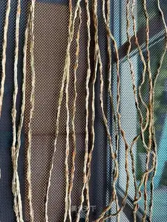 Dry beans