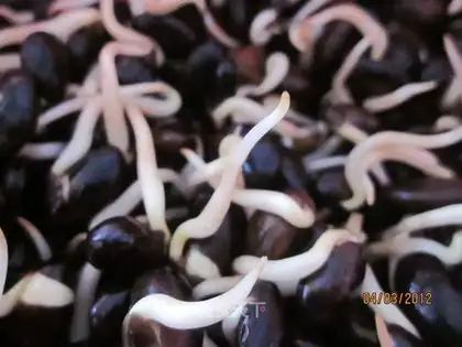 Homemade black bean sprouts