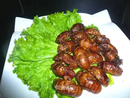 fried cicada