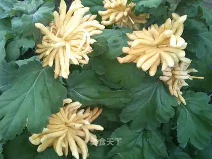 chrysanthemum noodles