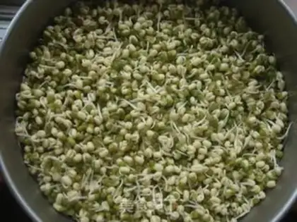 Make mung bean sprouts step 1
