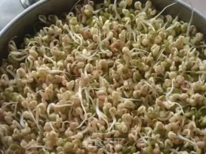 Make mung bean sprouts step 2