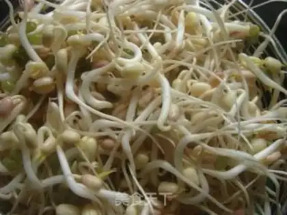 Make mung bean sprouts step 3