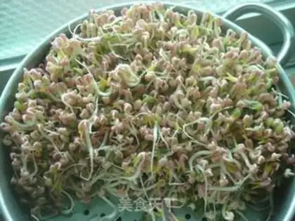 Make mung bean sprouts step 4