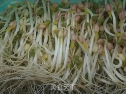 Make mung bean sprouts step 5