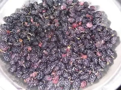 Make Mulberry jam step 0