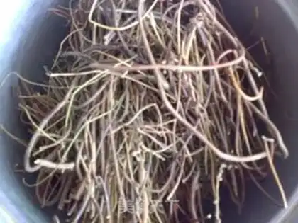 Make Chicken bone grass and Ganoderma lucidum detoxification soup step 2