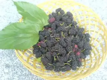 Make Homemade mulberry paste step 0