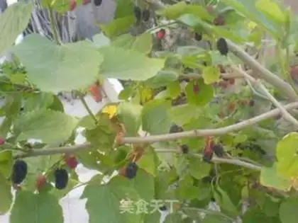 Make Homemade mulberry paste step 2