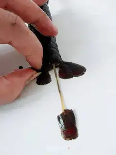 Make Finger sucking crayfish step 3