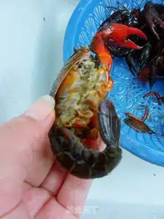 Make Finger sucking crayfish step 5