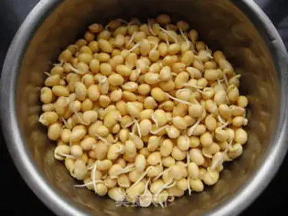 Make Home-made soybean sprouts step 4