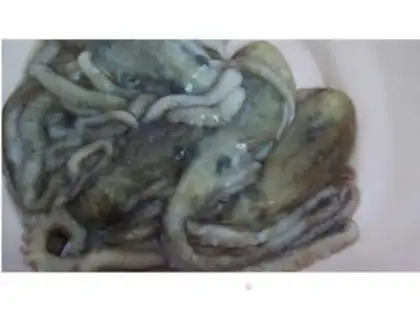 Make Scallion flavor octopus step 0