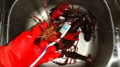 Make Steamed crayfish step 1