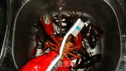 Make Steamed crayfish step 2