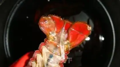 Make Steamed crayfish step 4