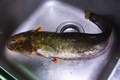 Make Chongqing Poached Fish with Chinese Sauerkraut step 0
