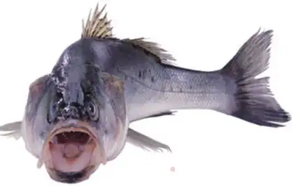Make Home-made grilled perch step 0