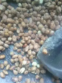 Make frosted peanuts step 4