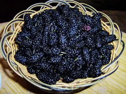 Make Mulberry juice step 0