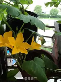 Make Pumpkin flower pancakes step 0
