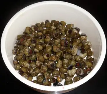 Make Sauteed snail with spicy sauce step 0