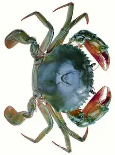 Make Roasted red cream crab step 0