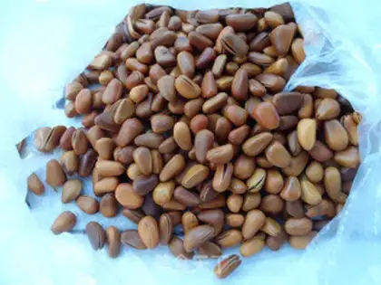 Make pine nut corn step 0
